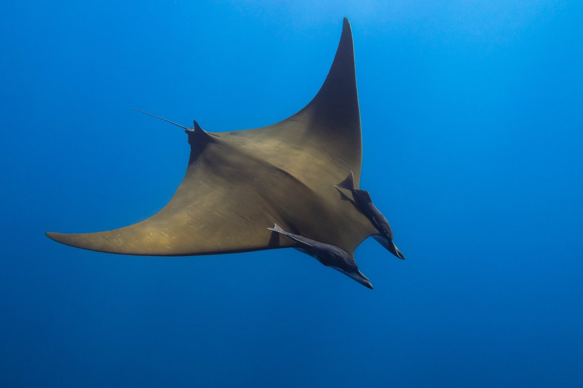 Benthic Rays Sharks, skates, and rays are all Chondrichthyes. Sharks: Streamlined ...