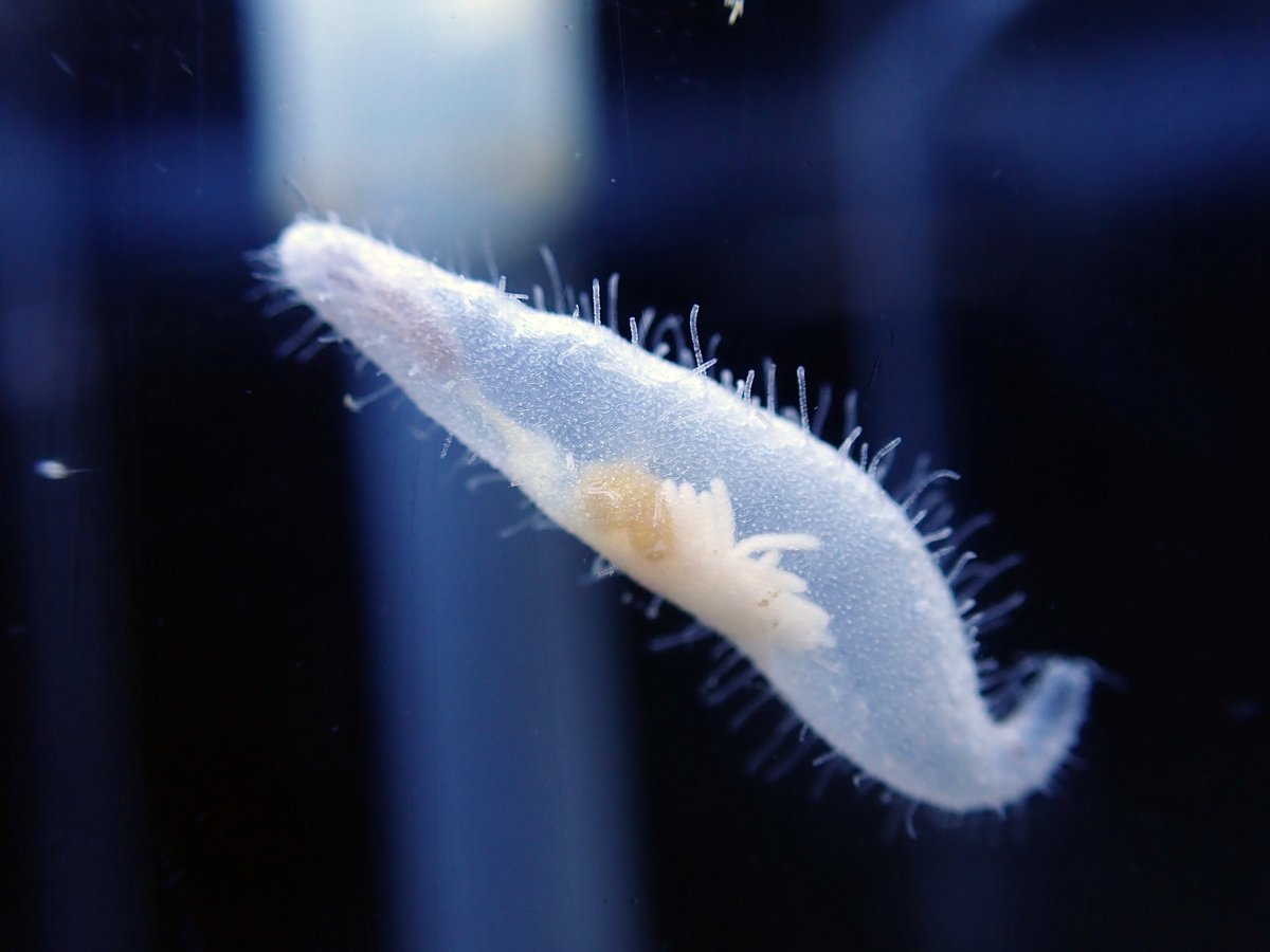 Crinoidea_hk's tweet photo. グミモドキ科の1種と思われるナマコの仲間。体表を拡大すると美しく配列された骨片が見えます‼️ https://t.co/JRU5S3Jyn1
