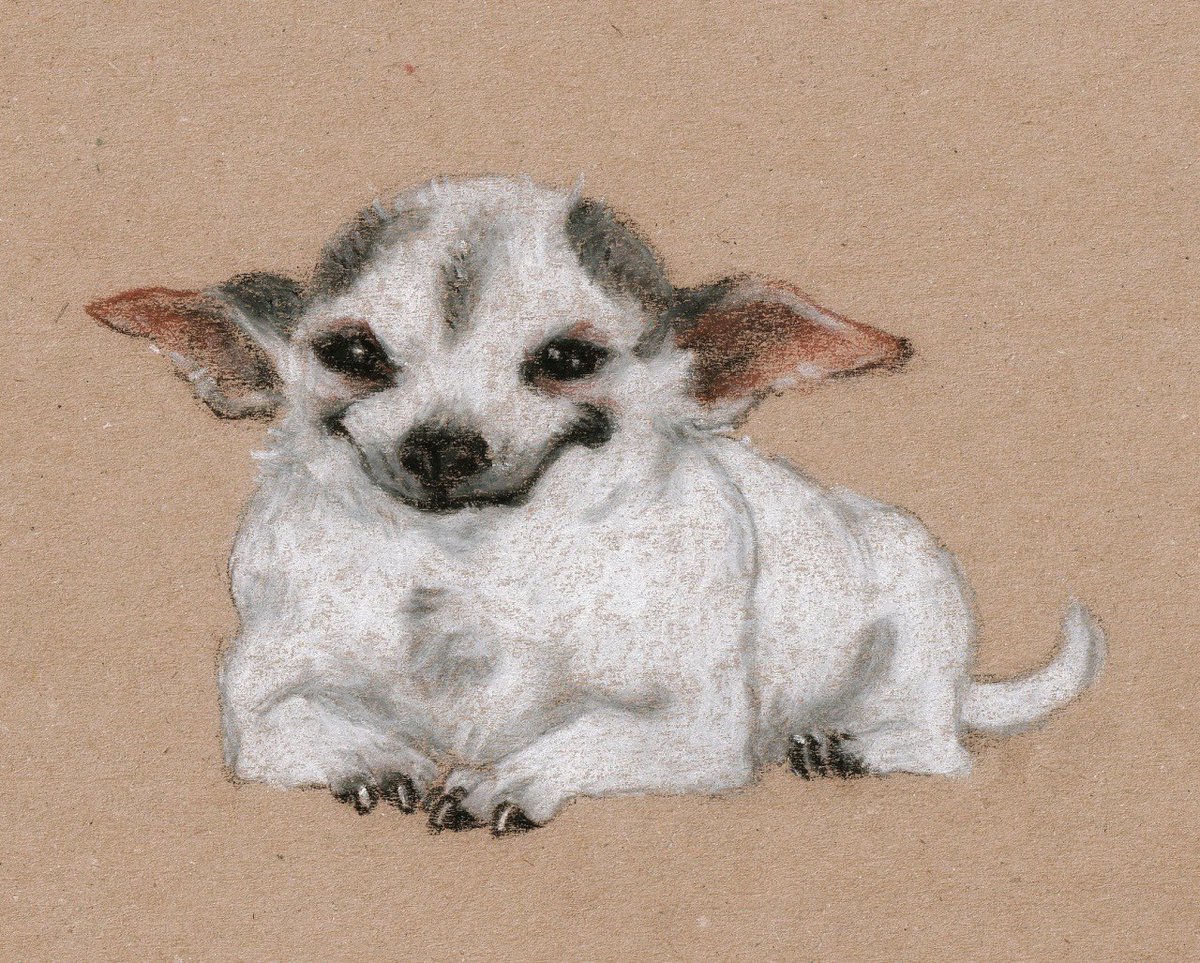 chiweethedog's tweet photo. someone drew a tribute portrait of senior dog Gilbert’s 18th birthday https://t.co/OHrgo4Ftyx