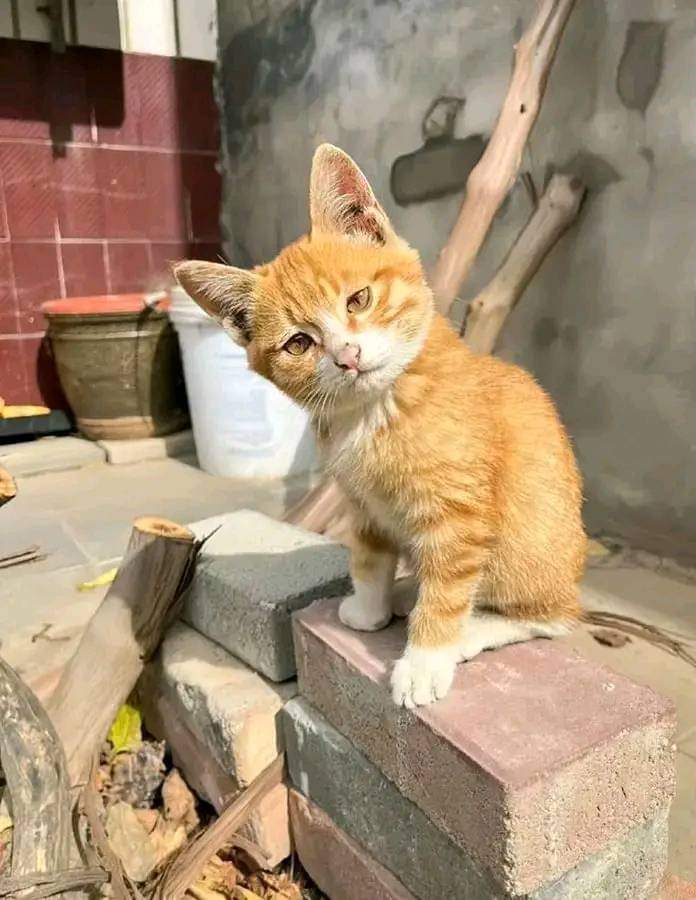 I know they won't give me a kiss 💋 because I'm not pretty 🥺🥺