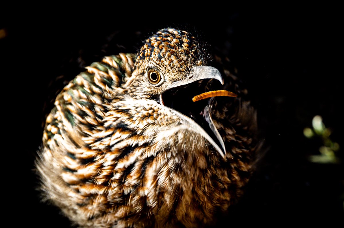 One of my first shots with the <a href="/CanonUSA/">CanonUSA</a> R5 mk2….. safe to say I’m in love!!!! 😍