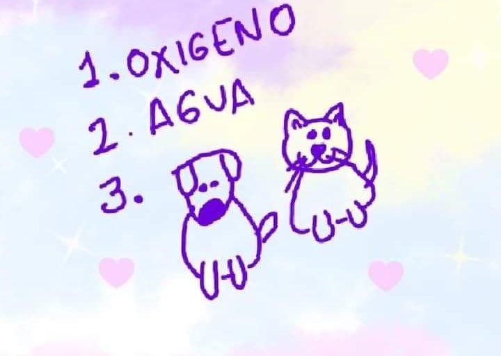 DiloConPerritos's tweet photo. Necesidades básicas del ser humano: https://t.co/kEKtvYy7oS