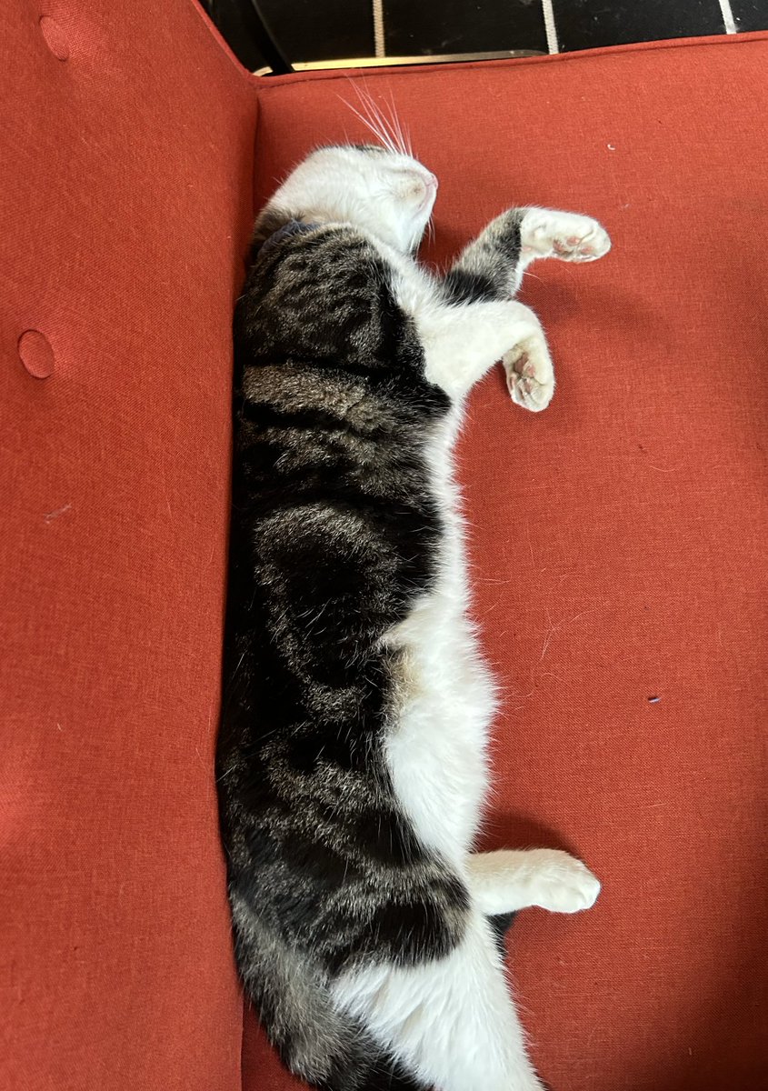 Olivia Johnson tweet media