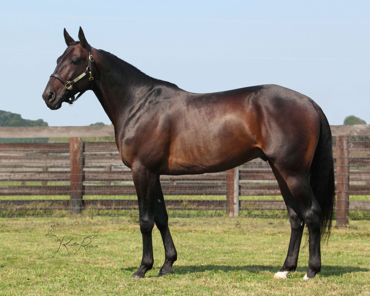 BlueChipGuru's tweet photo. District 8 awards were just announced and Chapter Seven, once again, made his presence known! #BreedWithBlueChip

🏆 Super Chapter— 2 Year Old Trotting Colt Of The Year

🏆 Royal Mission— 2 Year Old Trotting Filly Of The Year

🏆 R Melina— 3 Year Old Trotting Filly Of The Year https://t.co/uZklUzdO6P