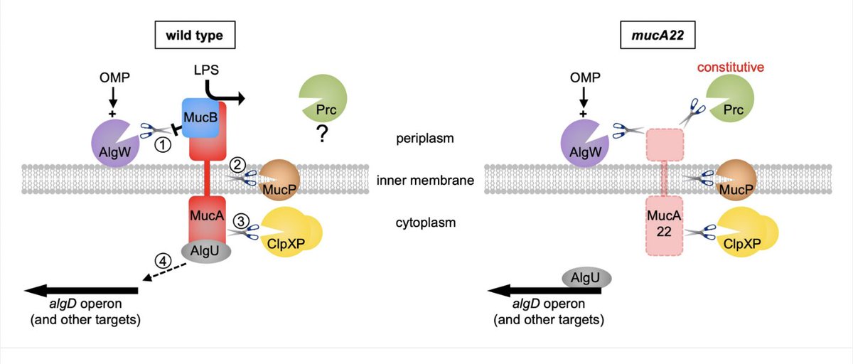New in JB: The production of alginate in CF isolates of P. aeruginosa is driven by the MucA22 mutation. Sommerfield, Darwin et al. show that the Prc protease targets MucA22 (but not the WT protein).
journals.asm.org/doi/10.1128/jb…
<a href="/ASMicrobiology/">ASM</a> <a href="/JBacteriology/">JBacteriology Eds</a>