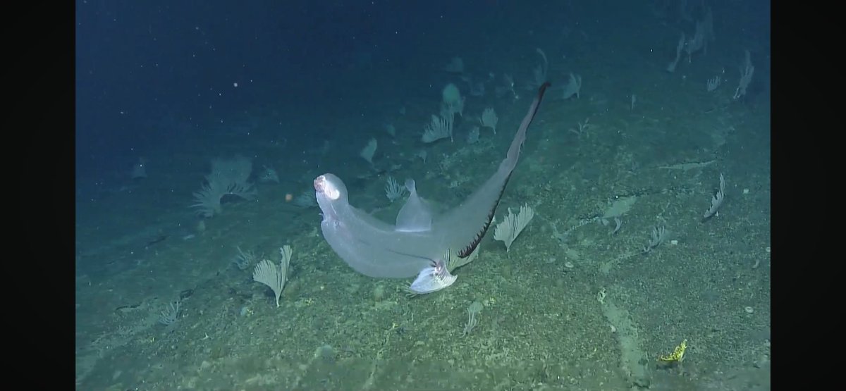 In the roughly 10 years I have been watching divestreams I've never seen a heterpod/sea elephant. This pelagic snail was huge, about 30cm. Vestigial shell at the bottom, modified foot sticking out like a fin from the side &amp; a proboscis snout. #natiluslive @evnautilus #palau