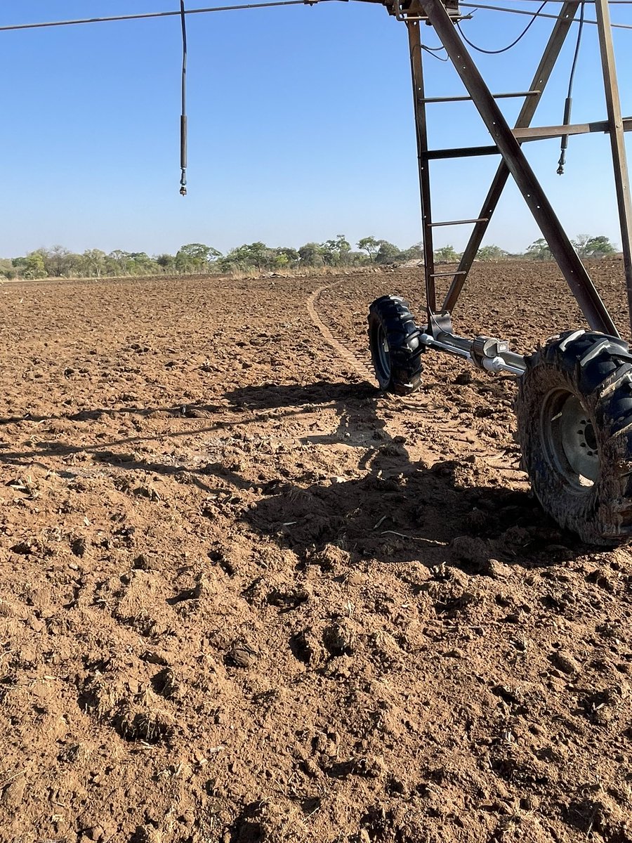Replanting should be avoided. Minimize the chance of compaction⁃check behind the planter for slot closure,good depth, uniform depth and good seed soil contact. During Planting always use treated certified @SeedCo seed . Plant into a warm trend- when possible. #1 farmer uses