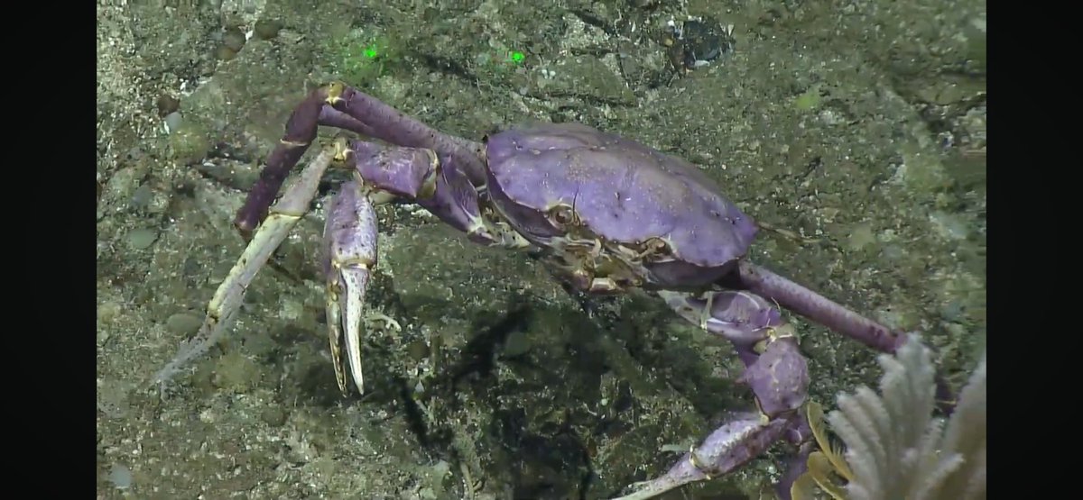 We also saw a really cool purple crab today, something else I’ve never seen before. #nautiluslive <a href="/EVNautilus/">E/V Nautilus</a> #palaunationalmarinesanctuary.