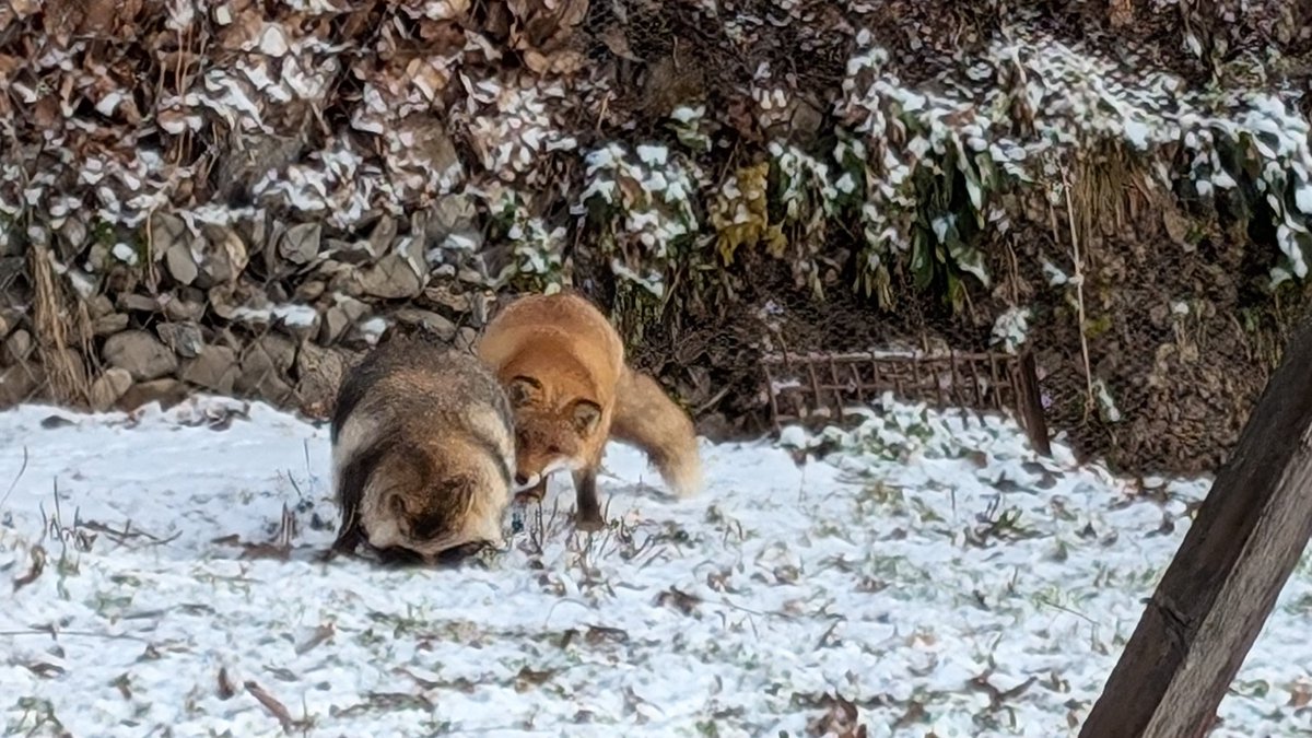 kitakitsunefarm's tweet photo. まる♀のおしりがどうにも気になる🦊ゆき♀でした🍑
#北きつね牧場 #キタキツネ #エゾタヌキ #朝のお散歩 https://t.co/X2NyiqDnF2