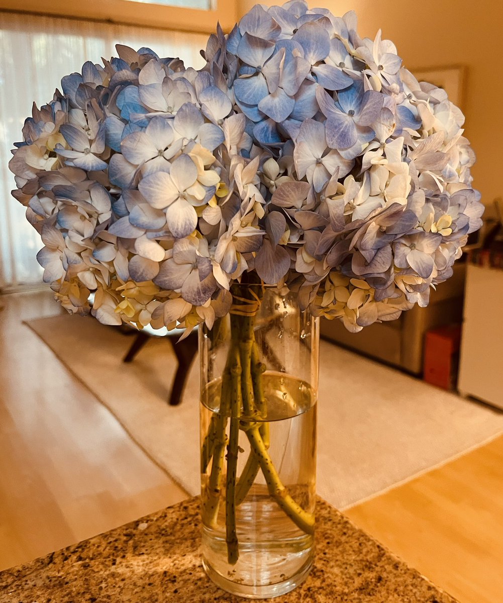 TheRealAligaga's tweet photo. Blue #hydrangeas 💙 https://t.co/BxL69P6Bwr