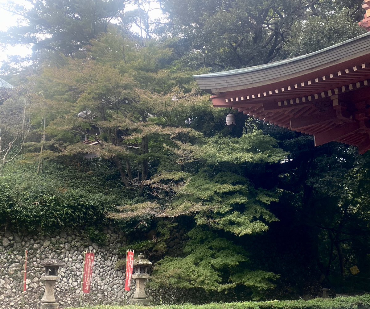 本日の紅葉状況
薬師堂周辺…緑
滝堂周辺…緑
参道…緑
栄西禅師前…緑
山門前…色づきはじめ
放生池周辺…緑
駐車場周辺…緑

#油山寺 #紅葉状況 #遠州三山 #遠州三山もみじめぐり #袋井市