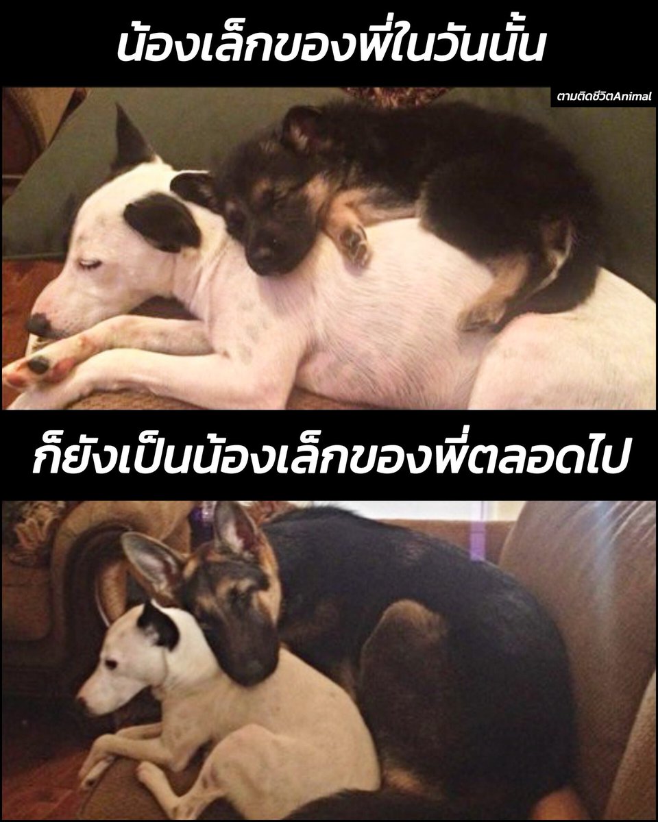 น้องเล็กของพี่ในวันนั้น ก็ยังคงเป็นน้องเล็กของพี่ตลอดไป 🥰🥰🥰
อาณาจักรสัตว์โลก มีม&amp;สาระ By ตามติดชีวิตAnimal 
เรื่องราวความน่ารักอบอุ่นในโลกของสัตว์มาให้ยิ้มตามกันอีกแล้ว คราวนี้เป็นเรื่องราวของพี่ชายน้องสาวสายพันธุ์เยอรมันเชพเพิร์ด