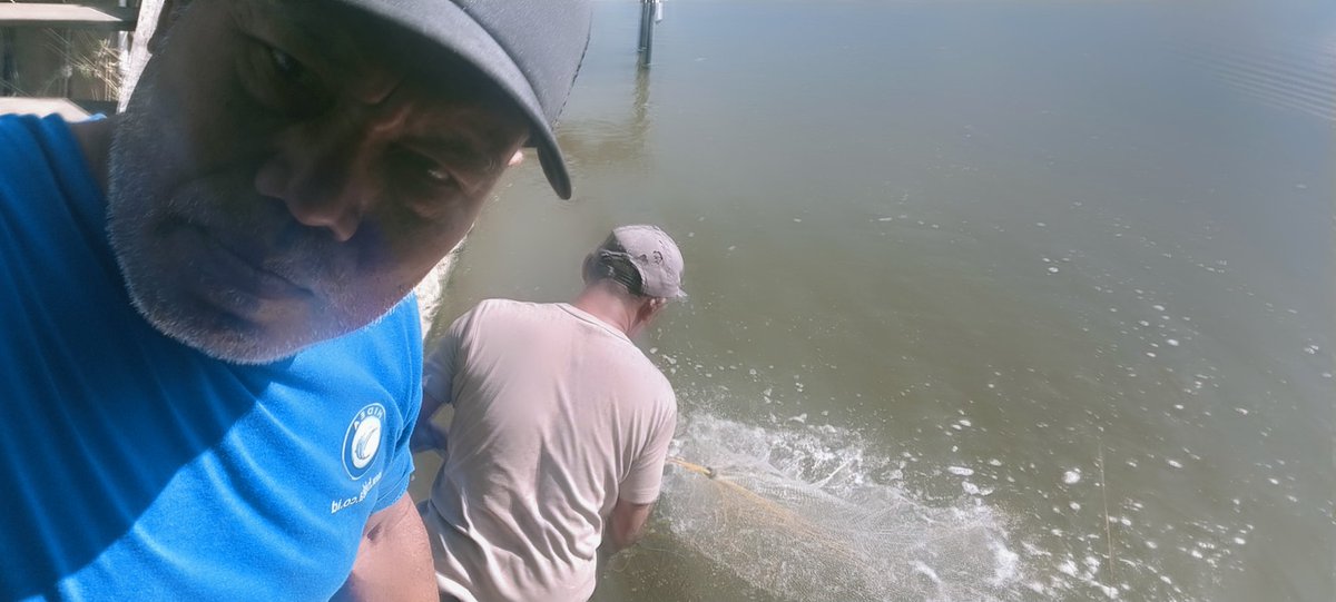 Rokit_66's tweet photo. Senin (18/11/2024) ROKIT SP Luhkan Kab Sinjai mendampingi panen parsial udang vaname di Desa Panaikang Kec Sinjai Timur An Fajaruddin produksi 125 kg, zise 96 ekor/kg harga Rp 59.000/kg
#GiatLuhkanSatminkalMaros
#Panen
#Luhlapor https://t.co/Atgzd1lZwo