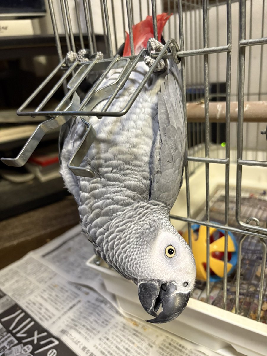 ご飯の交換のときに無理矢理出てくるあられ🥹