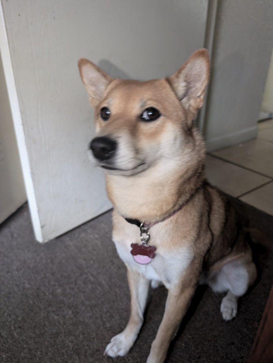 Lana the Doge, the Doge of Dogelana, the doge of Solana