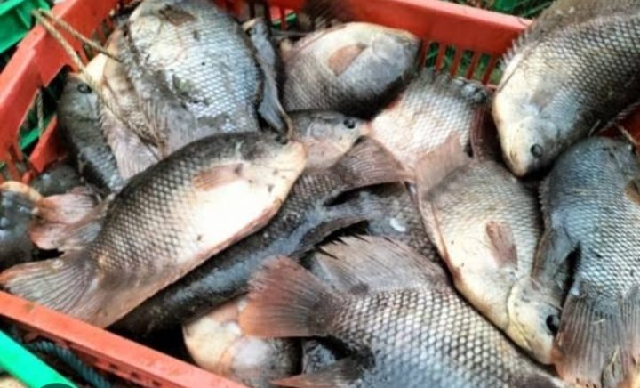 Farijan20's tweet photo. Senin, 18-11-2024 Parijan, S. St. Pi Luhkan Kab. Kebumen SatminkalBPPP Tegal pendampingan panen ikan Gurami milik Bpk Pujo Desa Kembaran - Kab. Kebumen berat 57kg harga Rp. 55.000,-/kg
 #GiatluhkanAatminkalBPPPTegal
#PUSLUHKP
#luhlapor
#dlhkp https://t.co/iYakVgVOpa