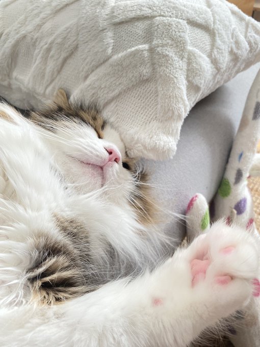 モフ……モフ… 