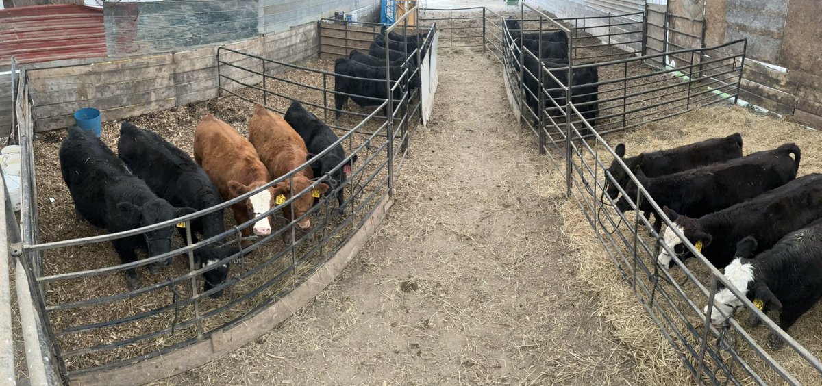 Cowboy Kade tweet media