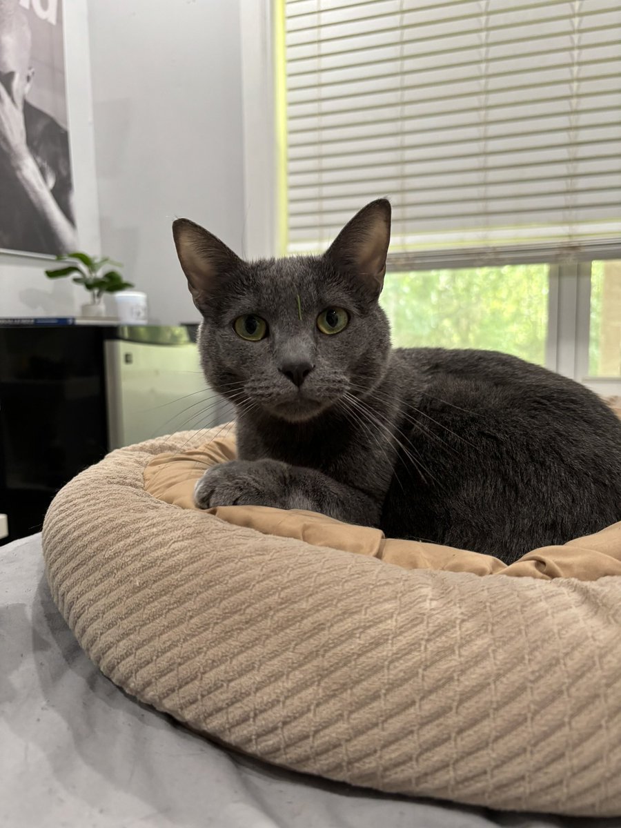 Day 14 of #vpgratitude and i’m grateful for my brothers cat, Patrick! He’s very cute and sweet but can be a little mean sometimes. I enjoy playing with him when I have the time. <a href="/vphsleadership/">Valley Park Leadership Program</a> i nominate <a href="/PetSmart/">PetSmart</a> to participate