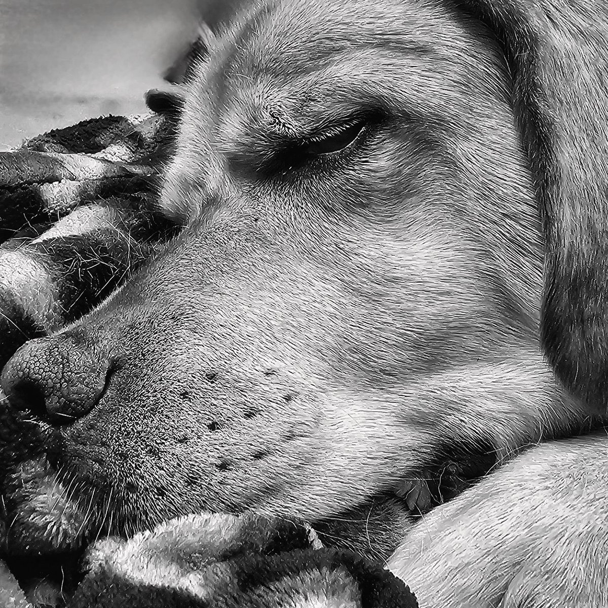 K9s of Valor tweet media