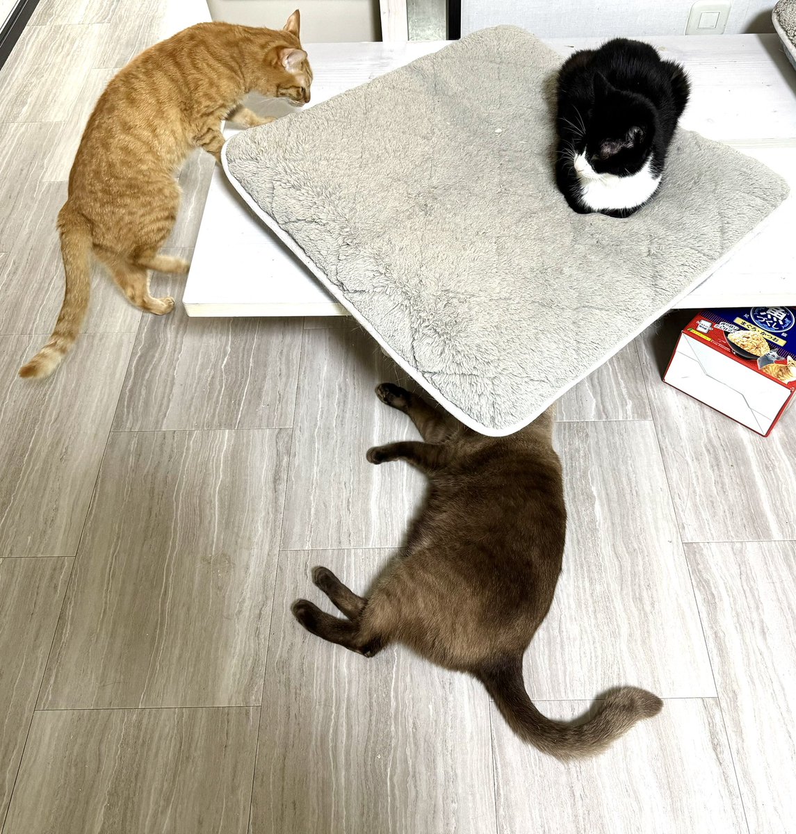 頭隠して尻隠さず

#猫と楽しく暮らそう 
#猫のいる幸せ