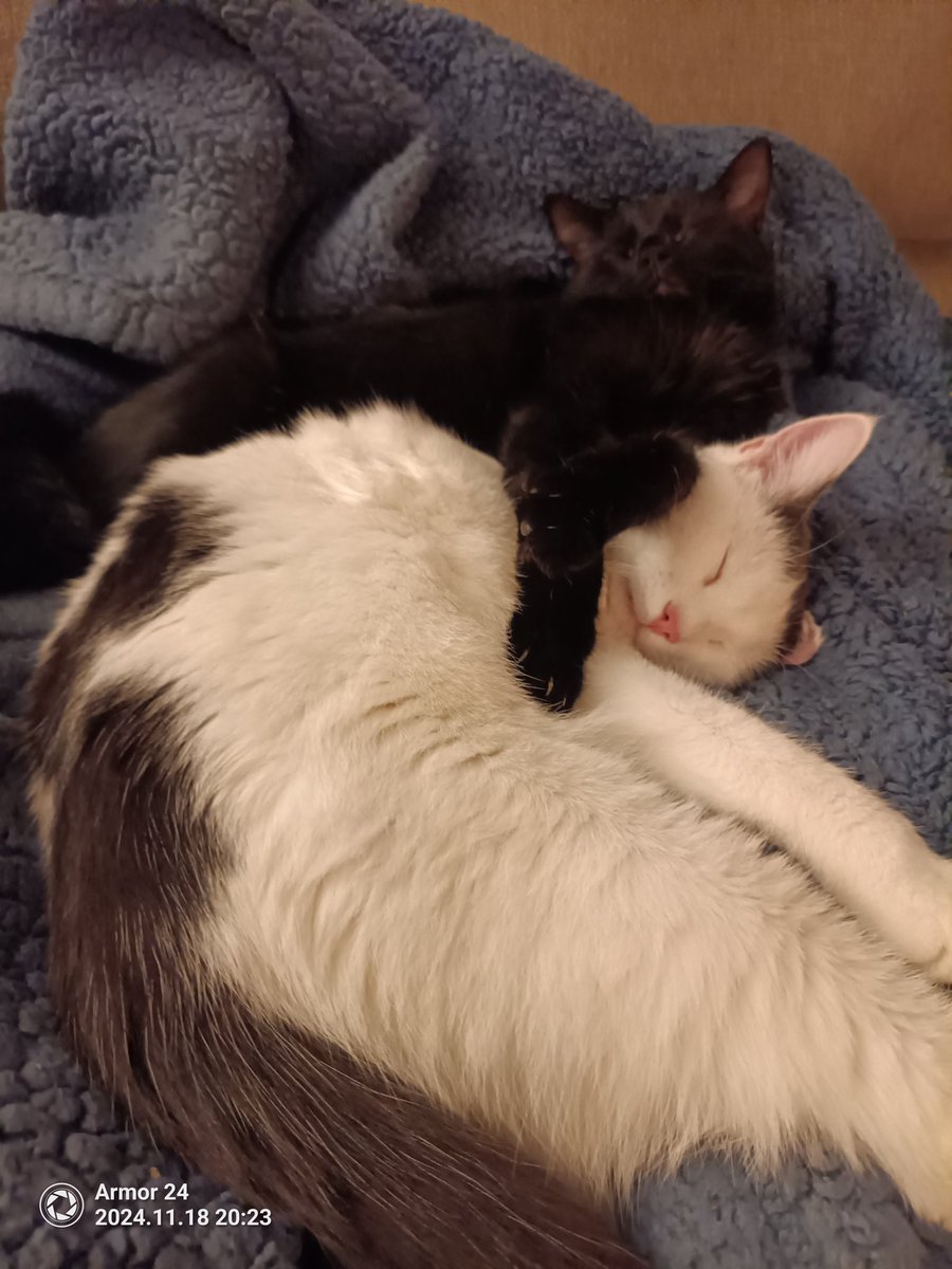 XianJaneway's tweet image. #CatTwitter: