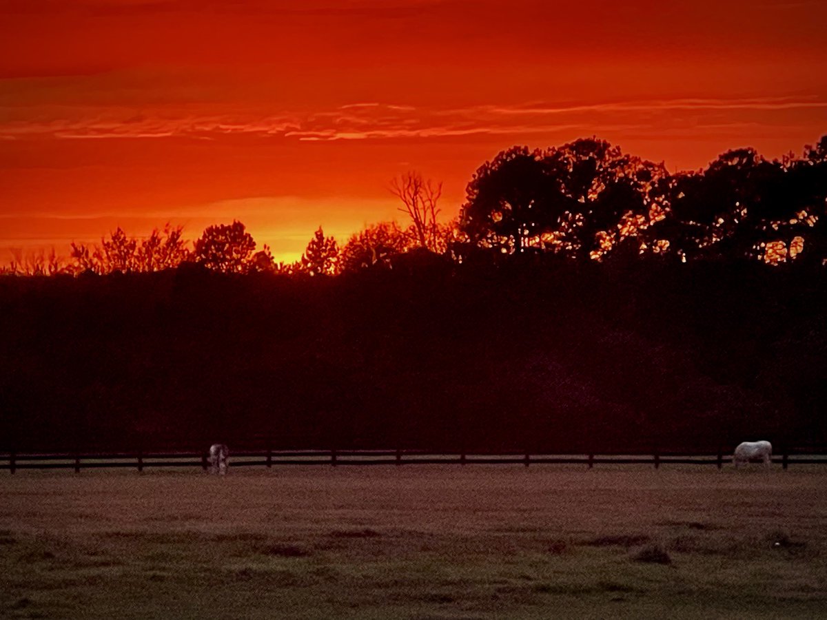 Southern Legacy Farm received over an inch of rain since last evening and we sure needed it! Beautiful rainbow when the rain ended and then a glorious sunset. Thanks to the Big Guy for the show (and the rain!).