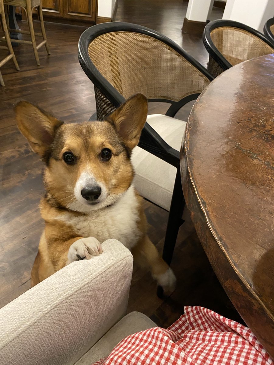RubyCorgi's tweet image. Dad said it’s delicious. I’d like to weigh in. #corgi