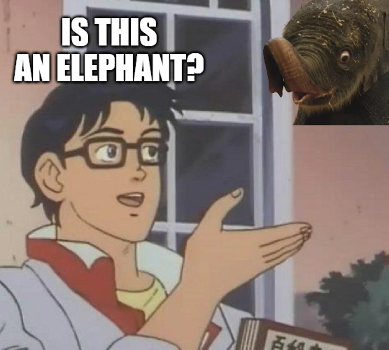 You tell me. I literally was just born. Chat, am I an elephant? $KIRBY