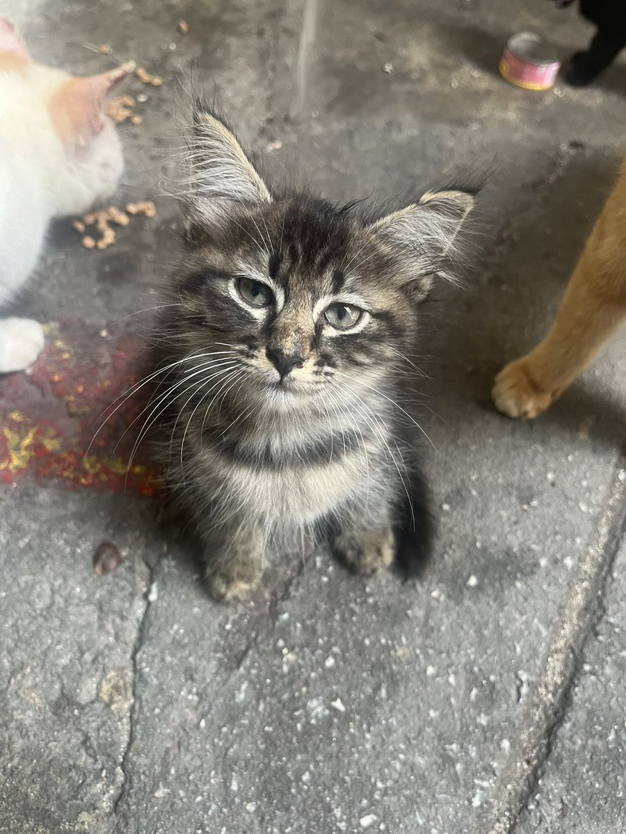 cats_rehome's tweet photo. 📌PPR PANTAI DALAM,KL

0192224578

kitten baru kena buang..please tlg adopt..kt sini xselamat kereta motor bnyak lalu lalang