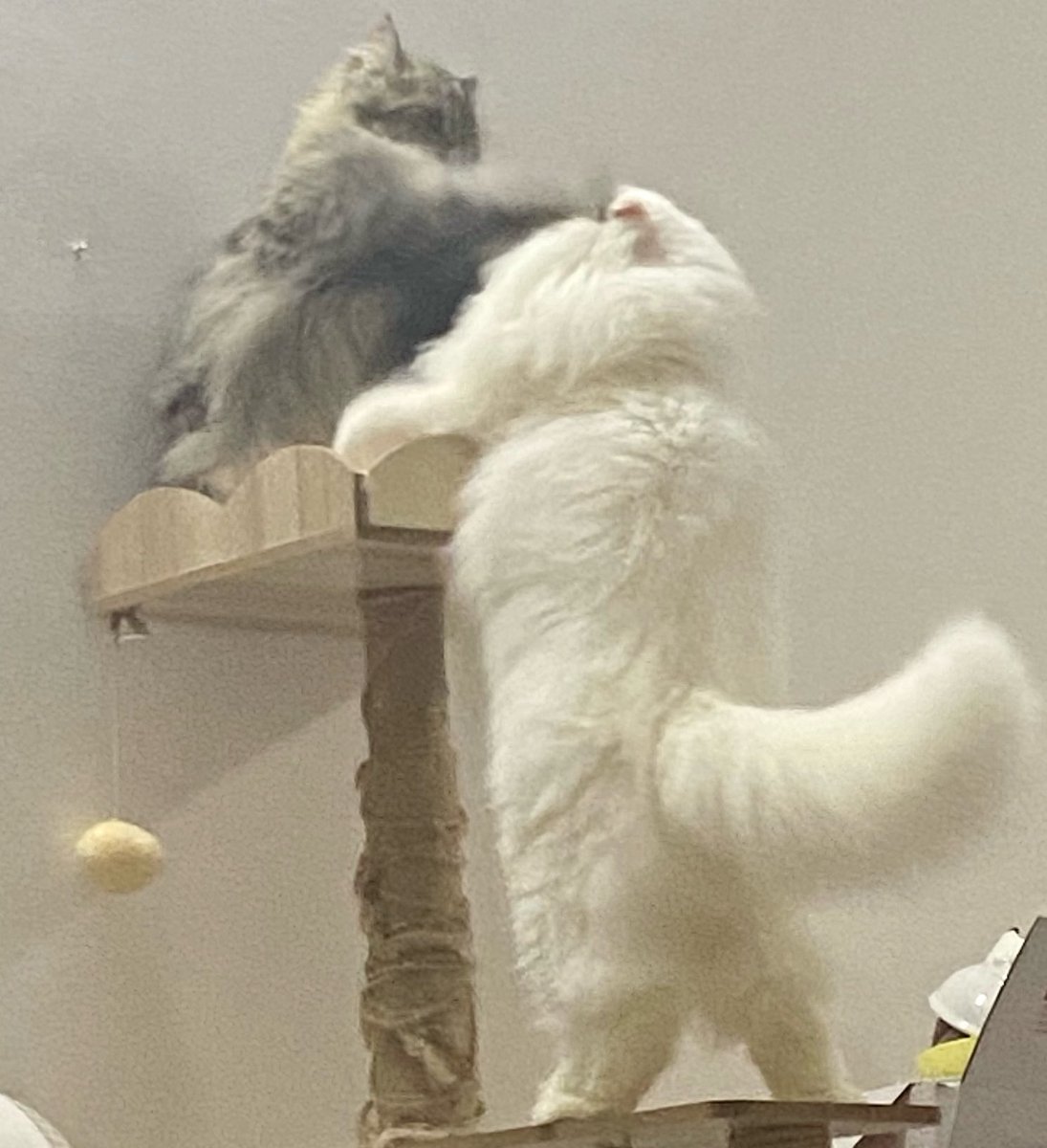 คนเห็นโพสไปสามหมื่นกว่า ไม่มีซักบ้านที่มีแมวพยามกินพี่สาวเข้าไป 

นีนี่ :