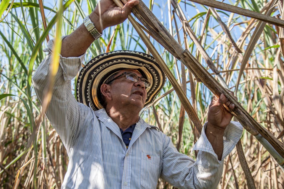 Applications are open for the latest round of grants from <a href="/Bonsucro/">Bonsucro</a> Impact Fund!

Members can apply for up to £150,000 for projects on the theme 'Catalysing approaches to #regenerativeagriculture &amp; nature-based solutions in the #sugarcane sector': ow.ly/tR2t50U9EfS