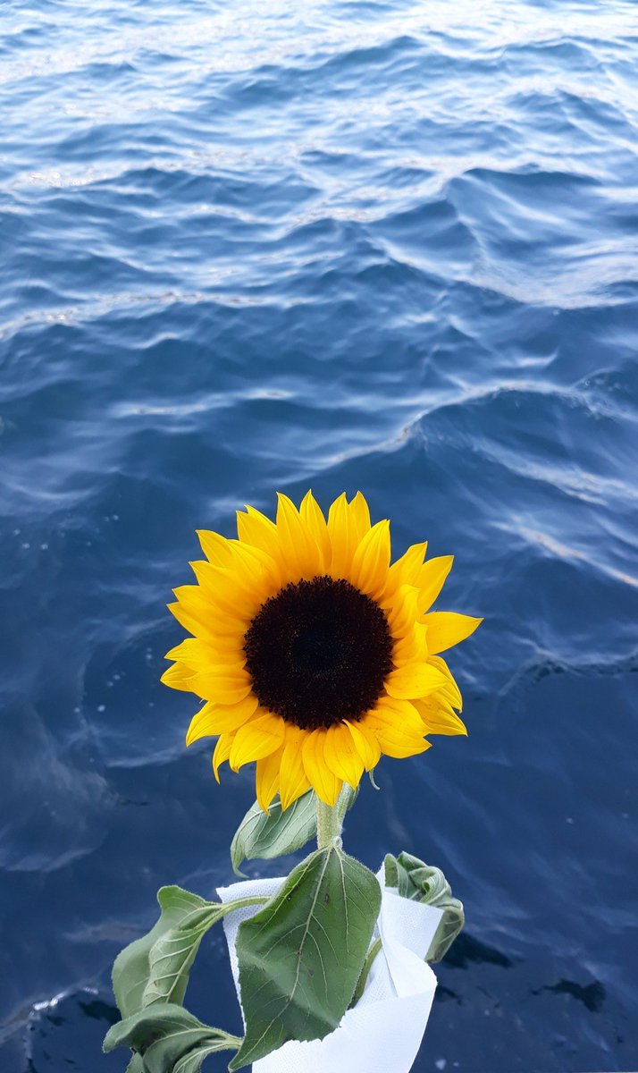 Have a nice day!🌻