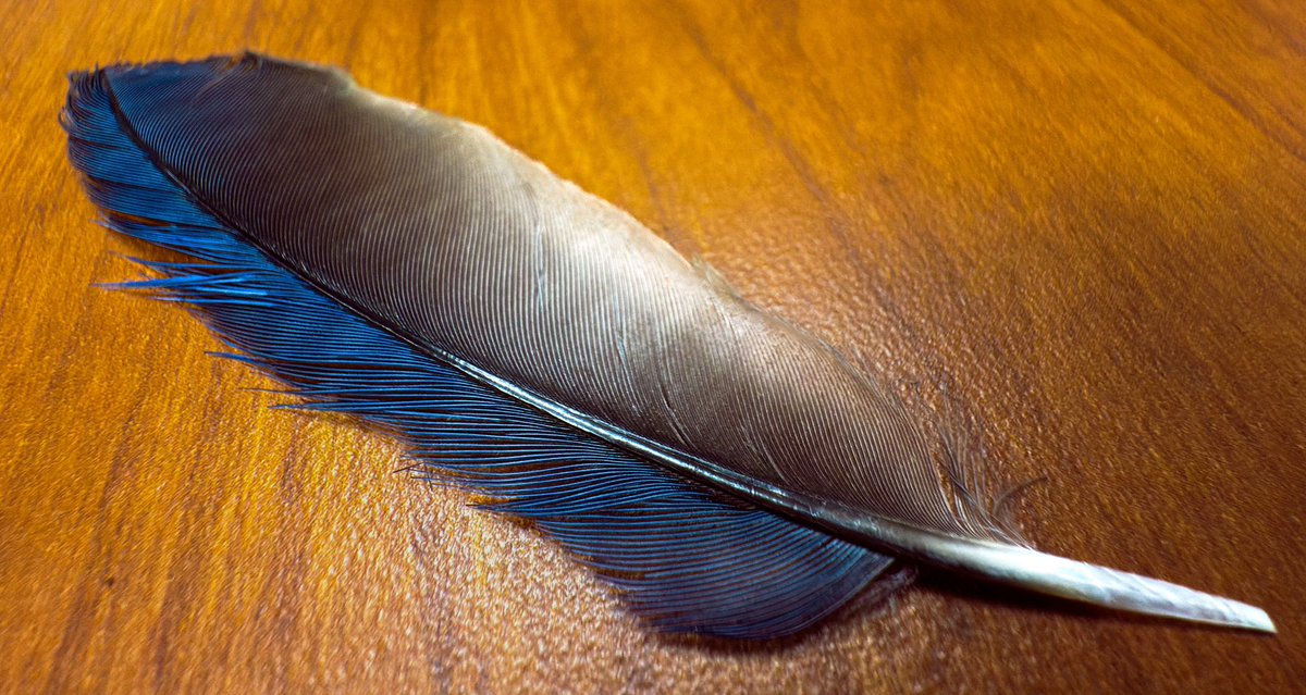 WensonFung's tweet photo. Feather found on the street. 🪶 🤩

Shot on iPhone 16 Pro Max. Ultra wide angle lens. HEIC Max. https://t.co/IfKgN4WFaI