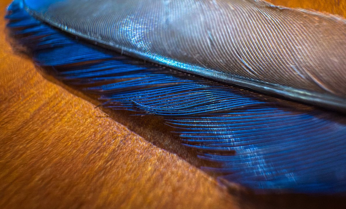 WensonFung's tweet photo. Feather found on the street. 🪶 🤩

Shot on iPhone 16 Pro Max. Ultra wide angle lens. HEIC Max. https://t.co/IfKgN4WFaI