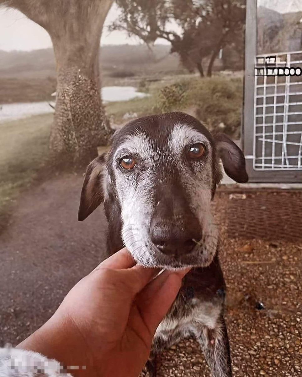 Je ne sais pas ce qu'il en est pour vous, mais je pense que les vieux chiens sont tout aussi mignons que les chiots 🙏🥺