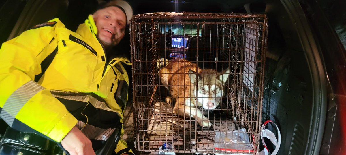 wspd2pio's tweet photo. Yay!  She is contained and on the way to warmth.  The search for her human continues!  A big thank you to Useless Bay Sanctuary for making this happen !!! https://t.co/wXJIYNPClZ