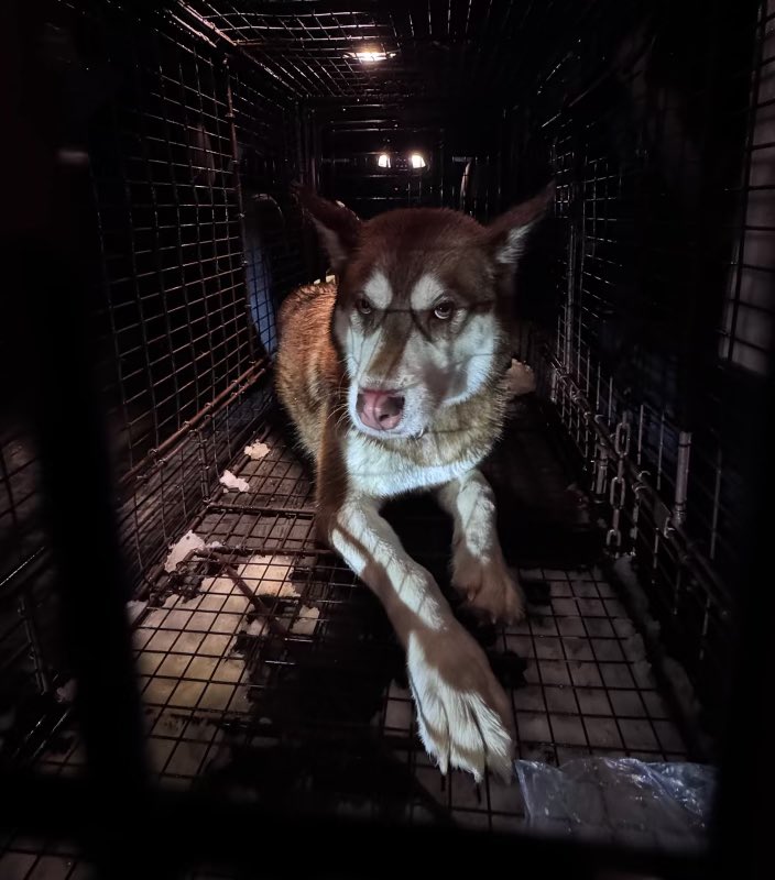 wspd2pio's tweet photo. Yay!  She is contained and on the way to warmth.  The search for her human continues!  A big thank you to Useless Bay Sanctuary for making this happen !!! https://t.co/wXJIYNPClZ