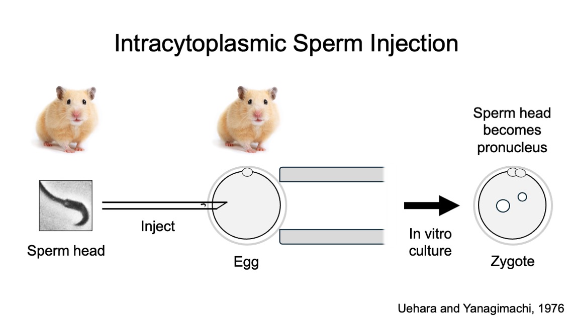 Richard Behringer (@rrbehringer) on Twitter photo Naomi Calhoun, postbac, <a href="/HowardU/">Howard University</a> & I summarize the groundbreaking discovery of Uehara & Yanagimachi, demonstrating that a sperm head injected into an oocyte (intracytoplasmic sperm injection/ICSI) resulted in fertilization. #IVF <a href="/SSRepro/">SSR</a> <a href="/SocDevBio/">Society for Developmental Biology</a> bit.ly/4ezs72h Naomi Calhoun, postbac, <a href="/HowardU/">Howard University</a> & I summarize the groundbreaking discovery of Uehara & Yanagimachi, demonstrating that a sperm head injected into an oocyte (intracytoplasmic sperm injection/ICSI) resulted in fertilization. #IVF <a href="/SSRepro/">SSR</a> <a href="/SocDevBio/">Society for Developmental Biology</a> bit.ly/4ezs72h