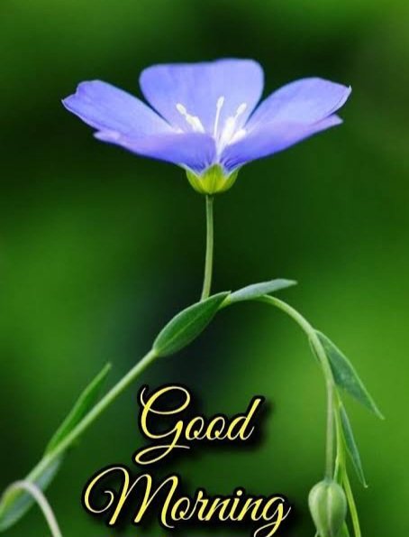 dpdinesh17's tweet image. Good morning to all my x mate. 
   Have a great day ✨️✨️