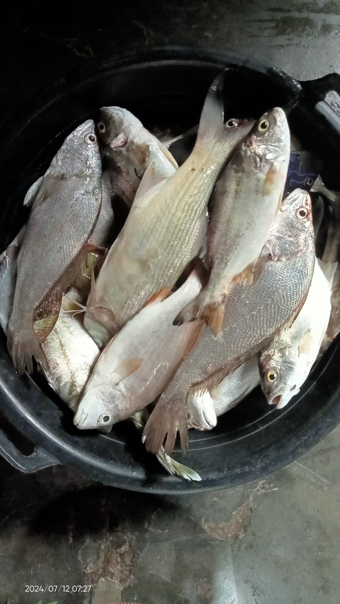 dwi_ispah's tweet photo. 1/10/24) Dwi Luhkan Trenggalek, hasil tangkapan nelayan binaan KUB Tegal Samudra (Nasruri) Ds Karanggandu, Ikan Keting 4 kg Rp. 20.000 Ikan Gulamah 10 kg Rp. 13000/kg
#GiatLuhkanSatminkalBWI
#luhlapor 
@bppp_banyuwangi
@puslatluhkp https://t.co/ShrAscEsIR
