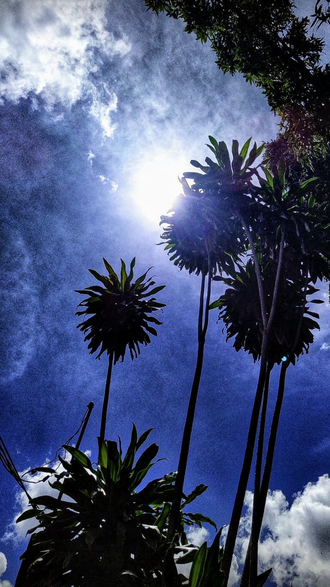 Good Tuesday morning 🌳🔆