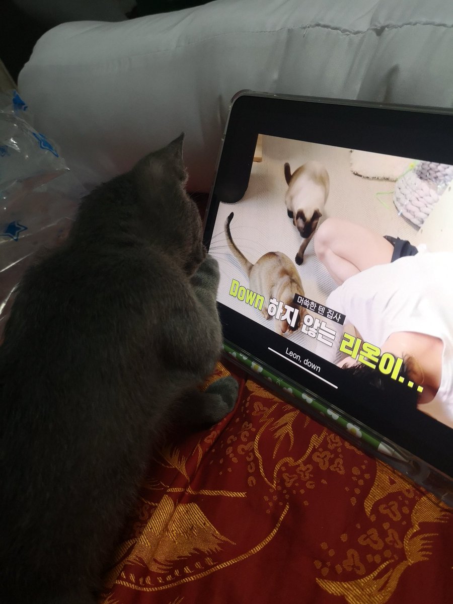 daizyzunday's tweet image. ไปค้นเจออันนี้ในกกโฟโต้ นานมากกกก ตั้งแต่ปี 64 ตั้งแต่ซากุยังเป็นเบบี๋ ตอนนี้เปนคุณแม่ลูกแปดอายุสี่ขวบละค่ะ #KitTENCamReact