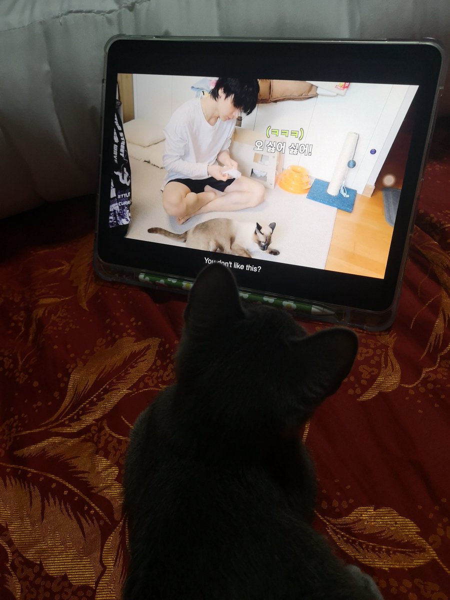 daizyzunday's tweet image. ไปค้นเจออันนี้ในกกโฟโต้ นานมากกกก ตั้งแต่ปี 64 ตั้งแต่ซากุยังเป็นเบบี๋ ตอนนี้เปนคุณแม่ลูกแปดอายุสี่ขวบละค่ะ #KitTENCamReact