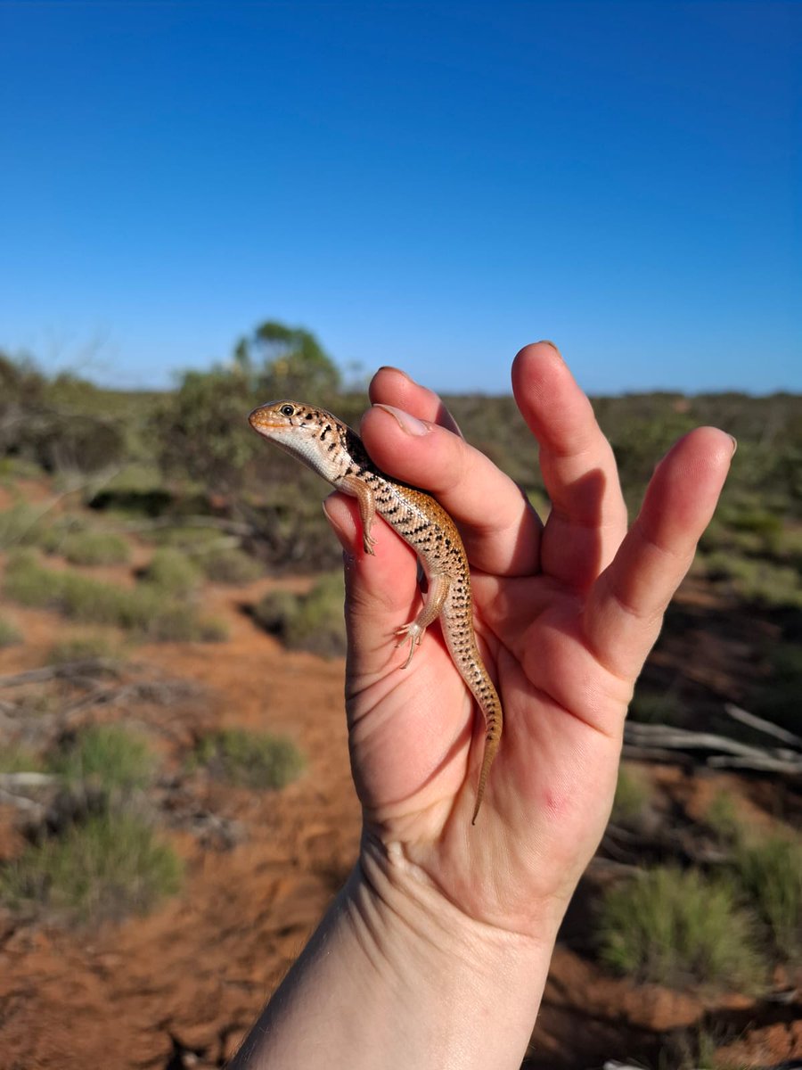 Dr Emily Scicluna ๐ (@drdunnart) on Twitter photo Common dunnart (Sminthopsis murina)
Bolam's mouse (Pseudomys bolami)
Desert skink (Liopholis inornata)
<a href="/calperum/">CalperumStationOfficial</a> @alt_org
#science #ecology #fieldwork #reptiles #WildOz #ausmammals #womeninstem #womeninscience #research Common dunnart (Sminthopsis murina)
Bolam's mouse (Pseudomys bolami)
Desert skink (Liopholis inornata)
<a href="/calperum/">CalperumStationOfficial</a> @alt_org
#science #ecology #fieldwork #reptiles #WildOz #ausmammals #womeninstem #womeninscience #research