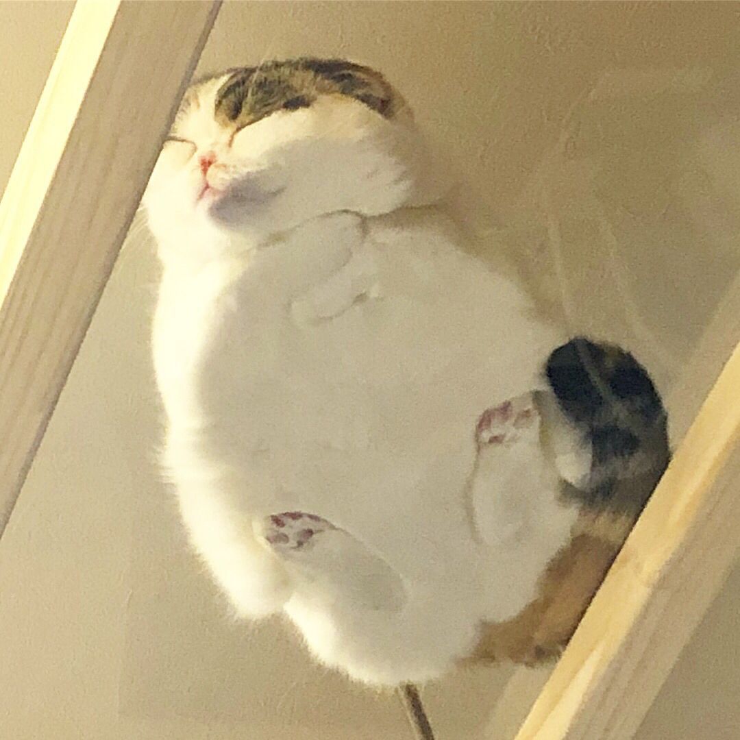 Why you should have a cat tweet media