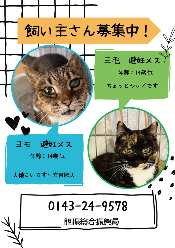 shipponokai's tweet image. 🔴保健所情報全道184頭/飼主探しノート全道311頭
胆振総合振興局管内の室蘭保健所では2頭の高齢猫が出会いを待っています。飼い主の施設入所に伴い放棄されました。2頭とも14歳の高齢猫で人慣れしています。
胆振総合振興局：0143-24-9578
iburi.pref.hokkaido.lg.jp/hk/hgc/muroran…
＃保健所