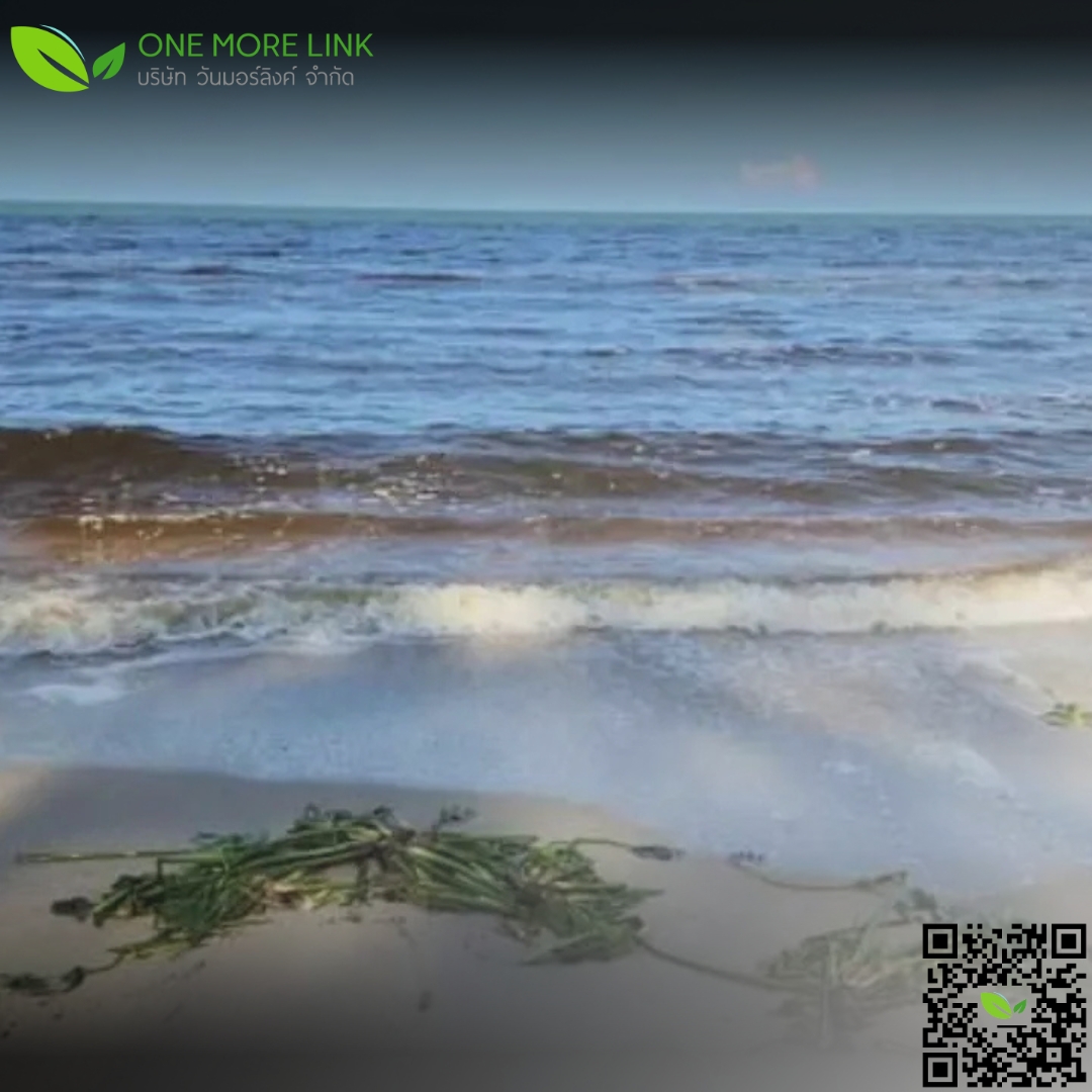 onemorelink's tweet photo. สำนักสิ่งแวดล้อม ตรวจสอบน้ำสีดำริมหาดเก้าเส้ง จ.สงขลา
#เชนธนา #คุณชายน์ #GOT7영재의친한친구 #หวานรักต้องห้ามEP13 #YourSkySeriesEP1 #HighSchoolFrenemyEP11 #ออมกรณ์นภัส #วันมอร์ลิงค์ #บริการรับกำจัดกากอุตสาหกรรม #กากอุตสาหกรรม #สิ่งแวดล้อม #ข่าววันนี้ #ความรู้ทั่วไป #CEORAPATSORN https://t.co/cIxK8pOxmO