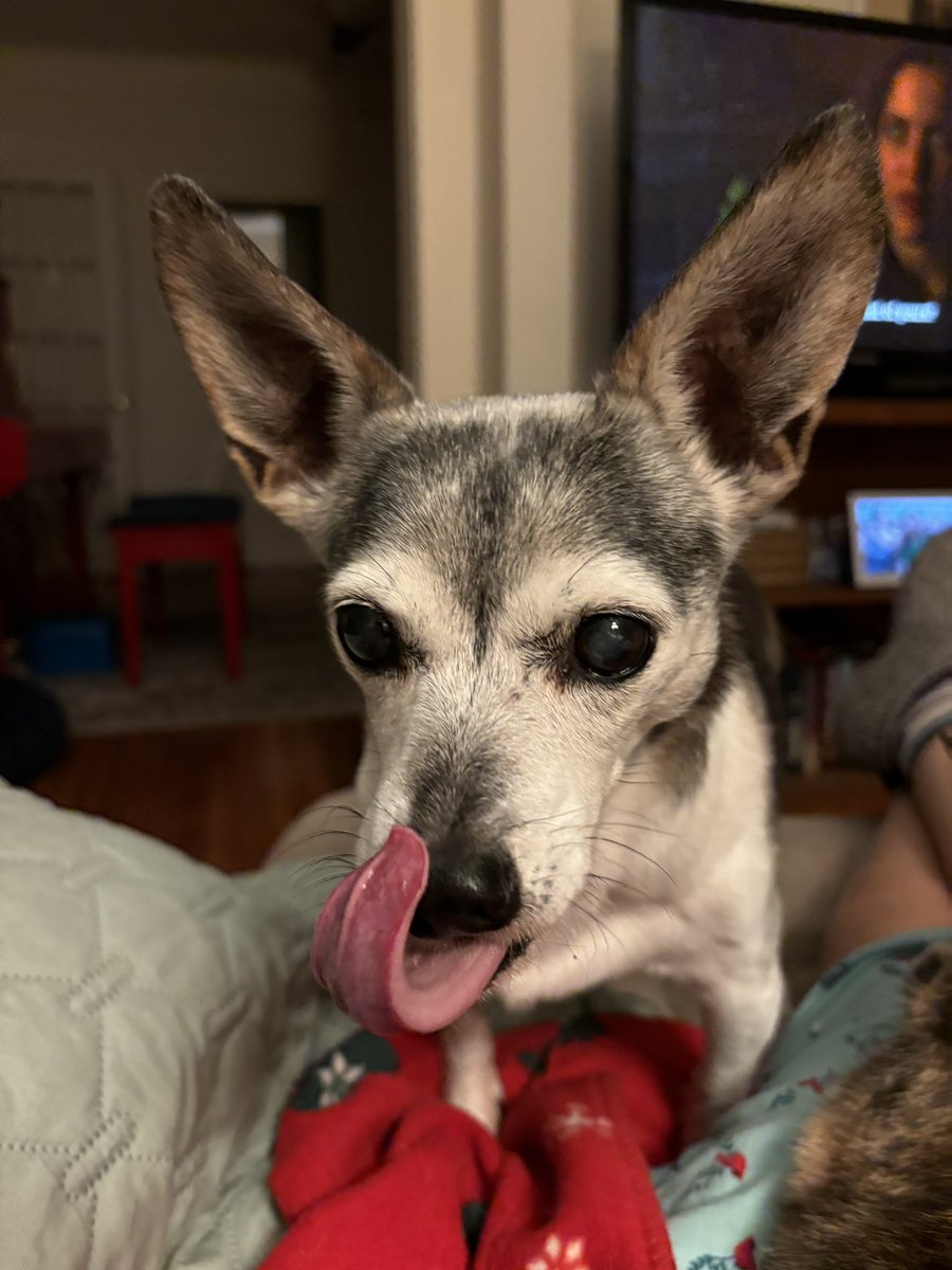 judypancoast's tweet photo. Cookie wants you to know she finds this episode yummy. #MutantPets #xfileslive https://t.co/8xKNRhImH1