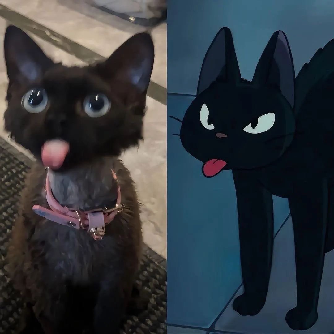PunchingCat's tweet image. jiji is real!